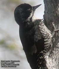 bird picture Black-backed Woodpecker