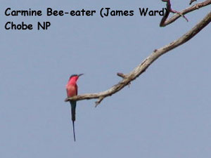 bird picture Carmine Bee-eater