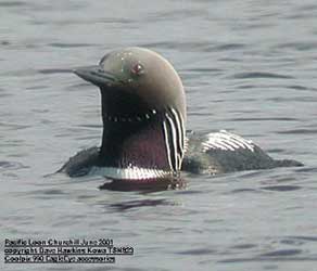 bird picture Pacific Loon / Pacific Diver