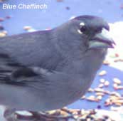 Blue Chaffinch