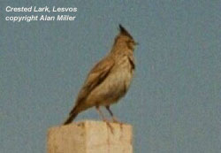 bird photo - Crested Lark