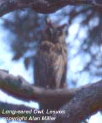 bird photo - Long-eared Owl