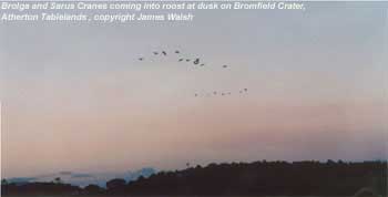 Brolga and Sarus Cranes coming into roost at duck on Bromfield Crater, Atherton Tablelands