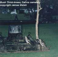 Bush Thick-knees patrolling Cairns cemetery