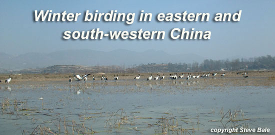 Black-necked Cranes, Caohai ("Sea of Grass"), Guizhou, 1st Jan 2002