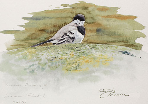 White Wagtail - Francisco J. Hernández