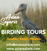 Avian Safaris