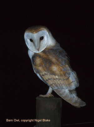 bird picture Barn Owl
