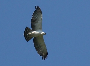 Black-and-white Hawk-eagle