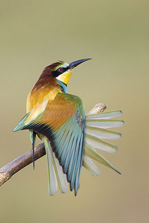 Bee-eater by Ray Wilson