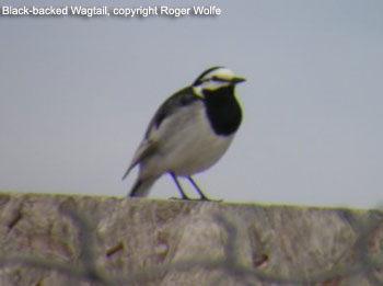 Black-backed Wagtail, Gambell