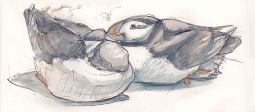 Puffins by Katrina Cook