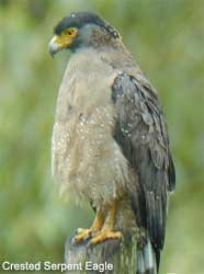 bird picture Crested Serpent Eagle