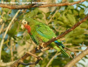 bird picture Cuban Parrot