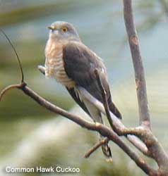 bird picture Common Hawk Cuckoo