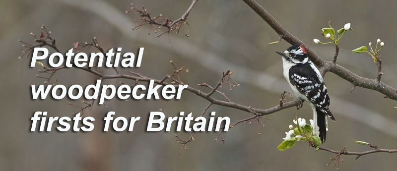 Potential Woodpecker firsts for Britain - Downy Woodpecker