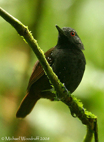 Dull-mantled Antbird