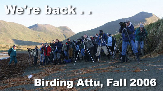Attu Birding
