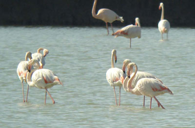 Flamingos<br />
