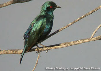 Glossy Starling species