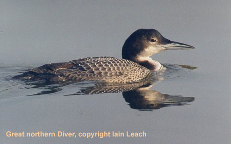 bird picture Common Loon / Great Northern Diver