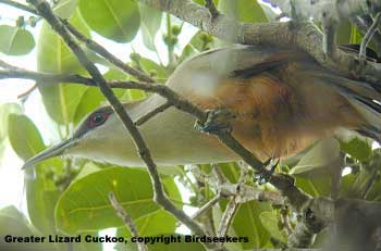 bird picture Greater Lizard Cuckoo
