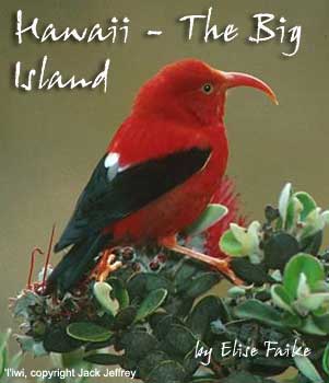 bird picture I'iwi