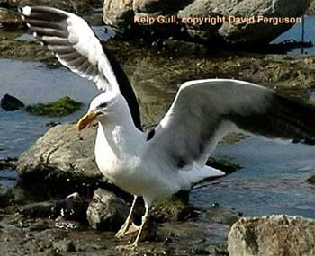 bird photo - Kelp Gull