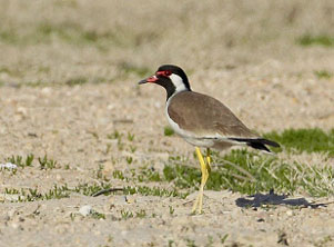 Red-wattled Plover