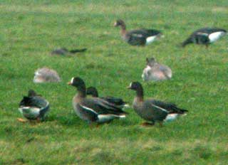 Lesser White-fronted Geese (foreground)