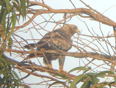  Booted Eagle, Son Parc 