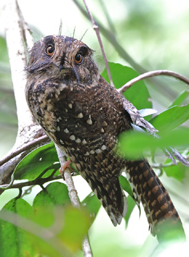 Mountain Owlet Nightjar