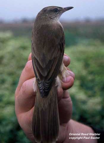 bird picture Oriental Reed Warbler