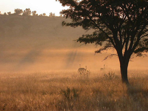 Ostriches at dawn