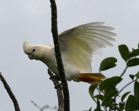  Philippine Cockatoo 