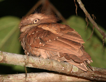  Philippine Frogmouth 