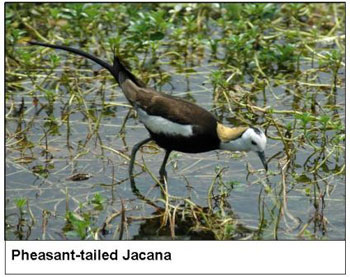 Pheasant-tailed Jacana 