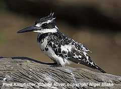 bird picture Pied Kingfisher