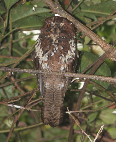 owlet-nightjar sp