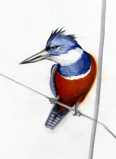 Ringed Kingfisher by David Broom