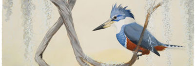 Ringed Kingfisher by David Broom