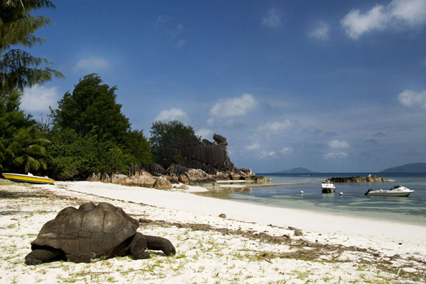 Aldabra Giant Tortoise