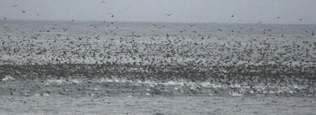 Short-tailed Shearwaters
