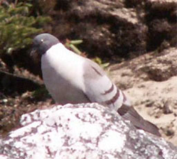  Snow Pigeon, below Se La Pass