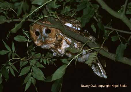 bird picture Tawny Owl