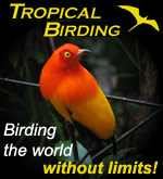 Tropical Birding