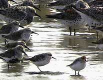 foreground - Spoon-billed Sandpipers, Saemankeum