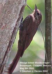 bird picture Wedge-billed Woodcreeper