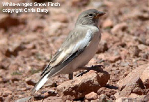 White-winged Snow Finch