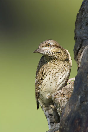 Wryneck by Ray Wilson